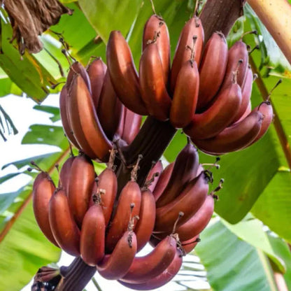 Cuban Red Banana Healthy Sweet Tissue Cultured Fruit Plant