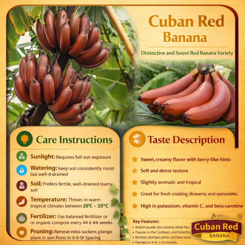 Cuban Red Banana Healthy Sweet Tissue Cultured Fruit Plant