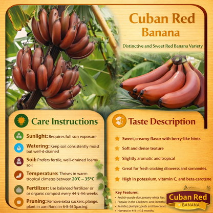 Cuban Red Banana Healthy Sweet Tissue Cultured Fruit Plant