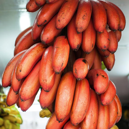 Cuban Red Banana Healthy Sweet Tissue Cultured Fruit Plant