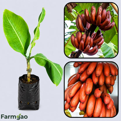Cuban Red Banana Healthy Sweet Tissue Cultured Fruit Plant