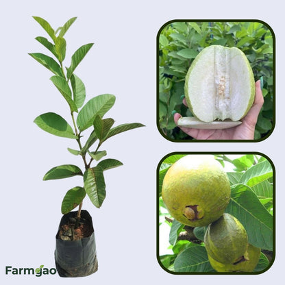 Cusco White Guava Air Layered Healthy Fruit Plant