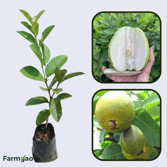 Cusco White Guava Air Layered Healthy Fruit Plant