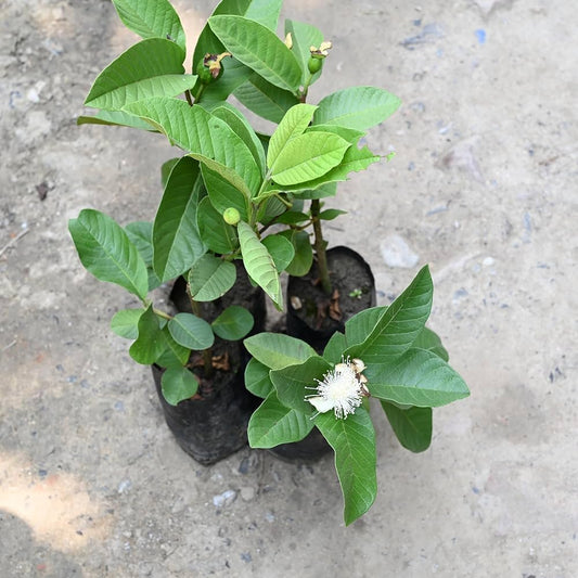 Cusco White Guava Air Layered Healthy Fruit Plant