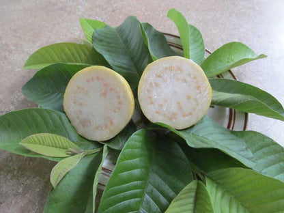 Cusco White Guava Air Layered Healthy Fruit Plant