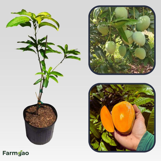 Cushman Mango Aam Grafted Healthy Fruit Plant