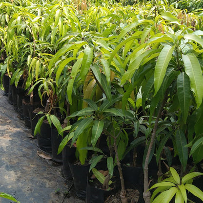 Cushman Mango Aam Grafted Healthy Fruit Plant