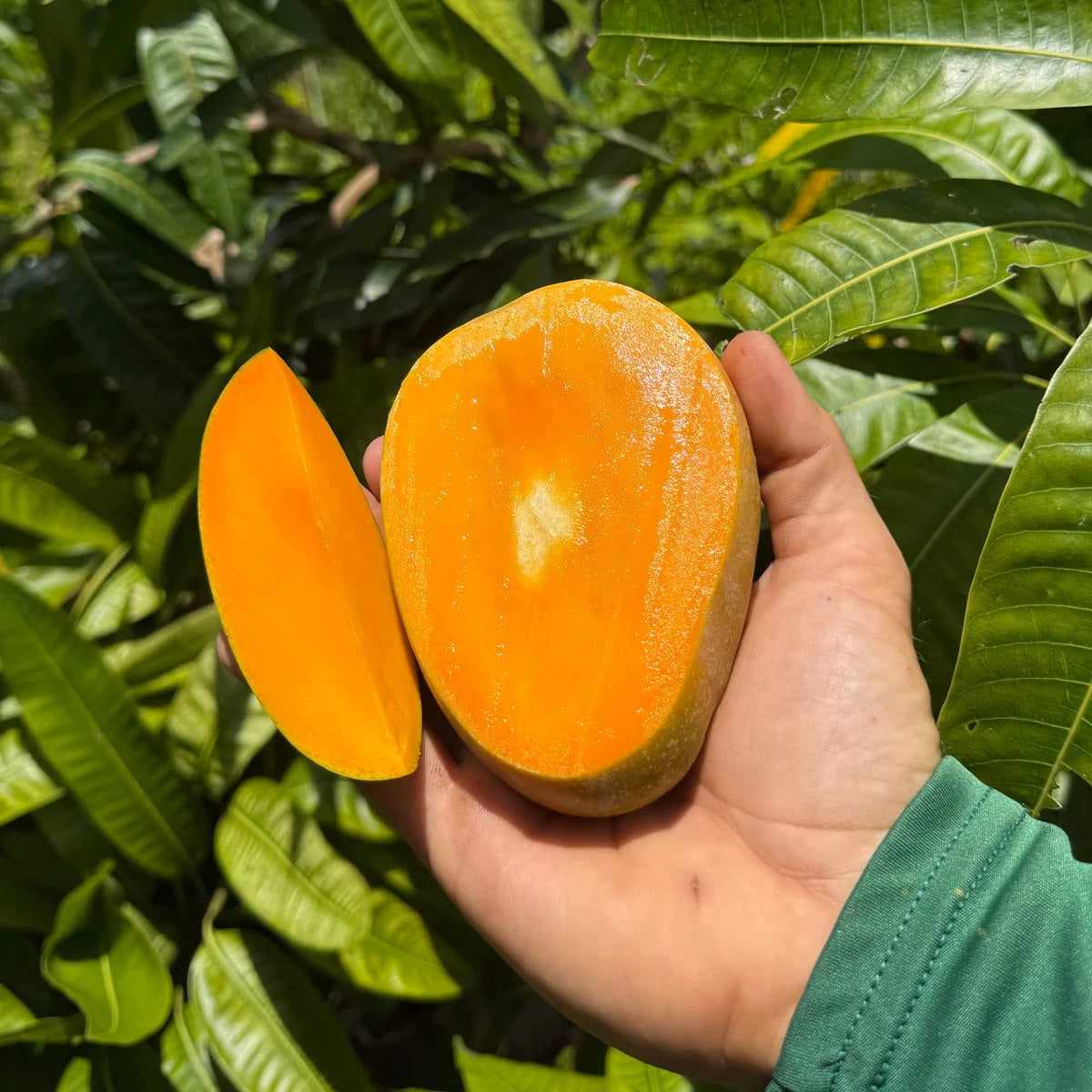 Cushman Mango Aam Grafted Healthy Fruit Plant
