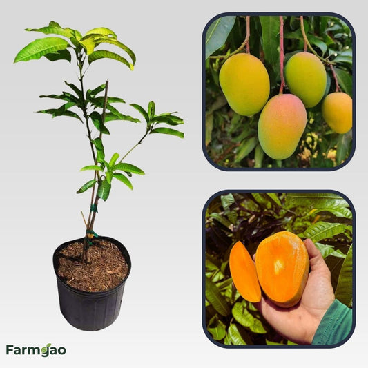 Dabber Mango Aam Grafted Healthy Fruit Plant