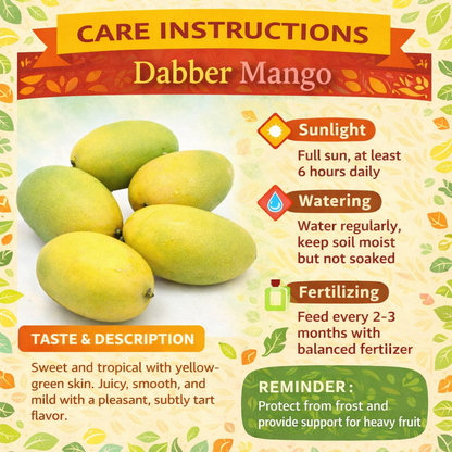 Dabber Mango Aam Grafted Healthy Fruit Plant
