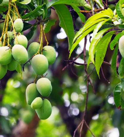 Dabber Mango Aam Grafted Healthy Fruit Plant