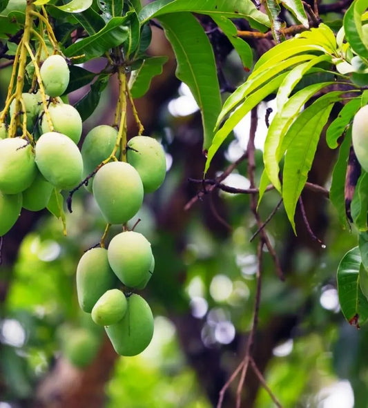 Dabber Mango Aam Grafted Healthy Fruit Plant