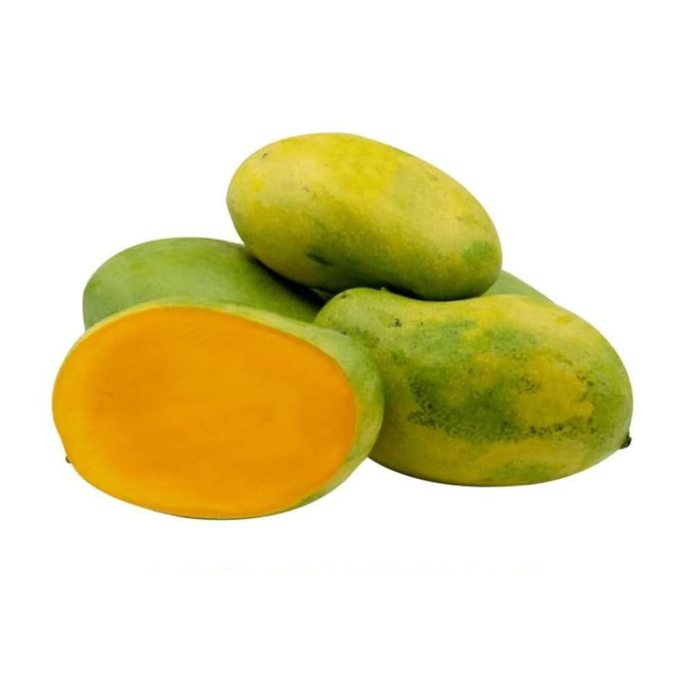 Dasheri Mango Aam Grafted Healthy Fruit Plant