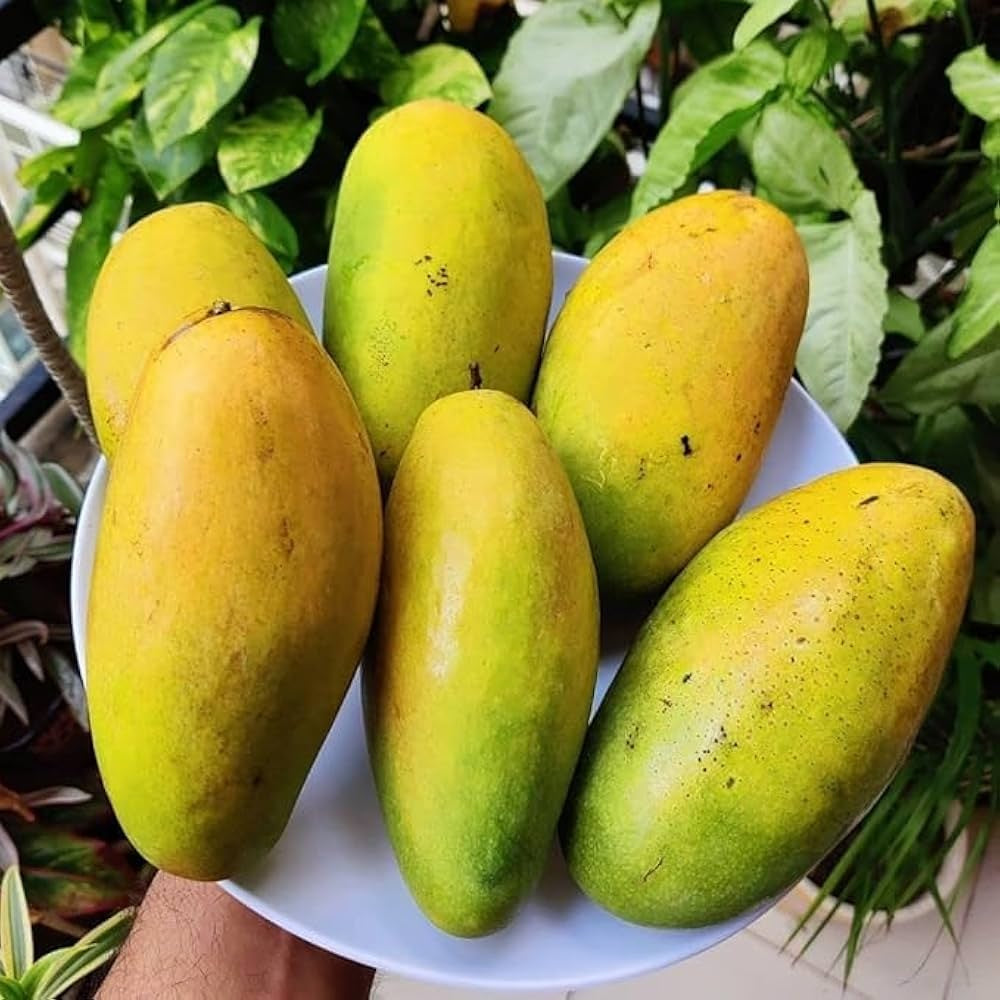 Dasheri Mango Aam Grafted Healthy Fruit Plant