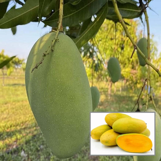 Dasheri Mango Aam Grafted Healthy Fruit Plant