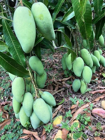 Dasheri Mango Aam Grafted Healthy Fruit Plant