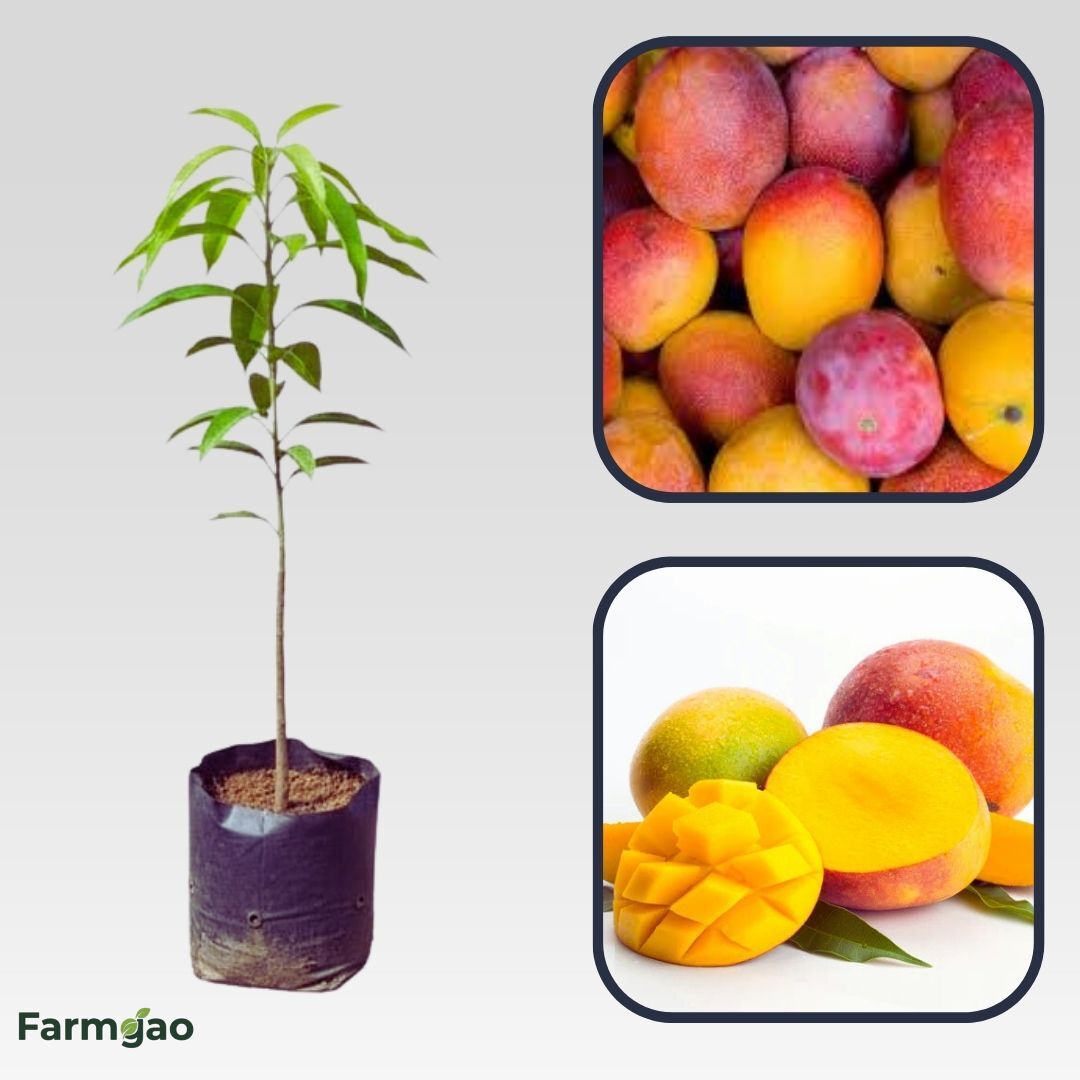Davis Haden Mango Aam Grafted Healthy Fruit Plant