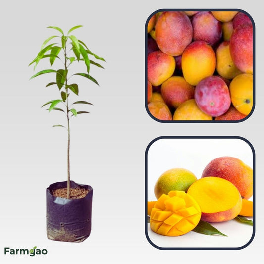Davis Haden Mango Aam Grafted Healthy Fruit Plant
