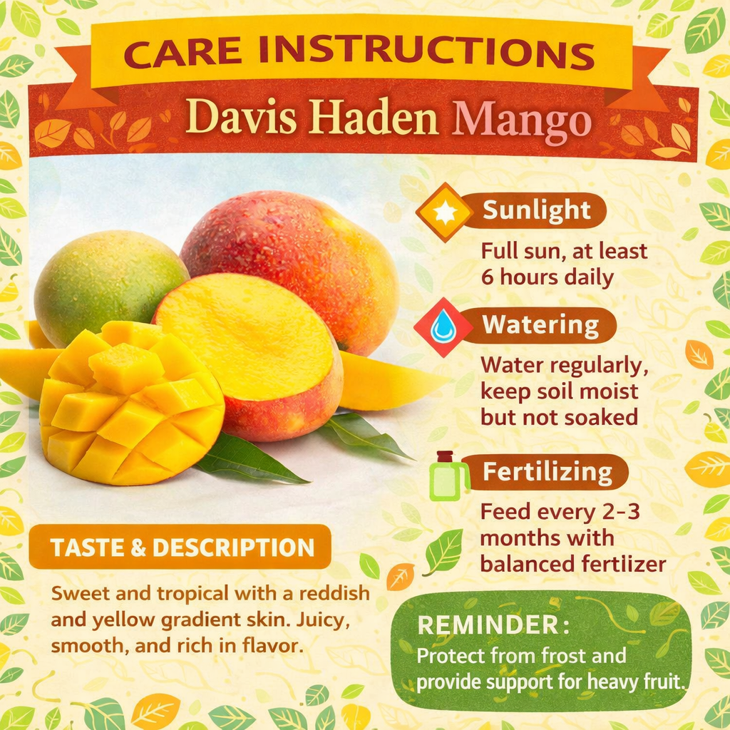 Davis Haden Mango Aam Grafted Healthy Fruit Plant