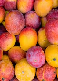 Davis Haden Mango Aam Grafted Healthy Fruit Plant