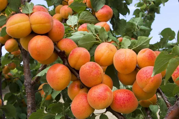 Apricot Layering/Grafted Fruit Plant (1.5-3 Feet Height)