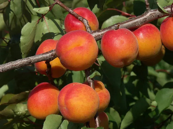 Apricot Layering/Grafted Fruit Plant (1.5-3 Feet Height)