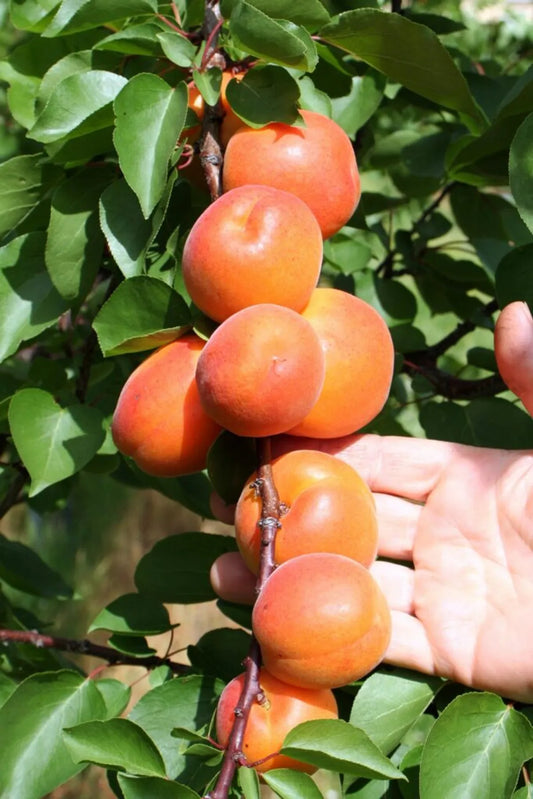 Apricot Layering/Grafted Fruit Plant (1.5-3 Feet Height)