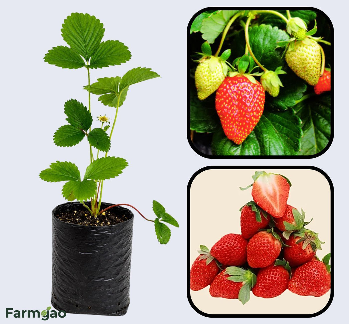 Delmarvel Strawberry Healthy Sweet Home Garden Kitchen Garden Terrace Balcony Fruit Plant