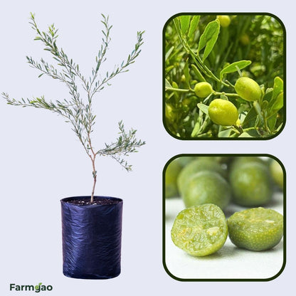 Desert Lime Plant Live Nimbu Tree Kagzi Lemon Citrus Limon Fruit Plant