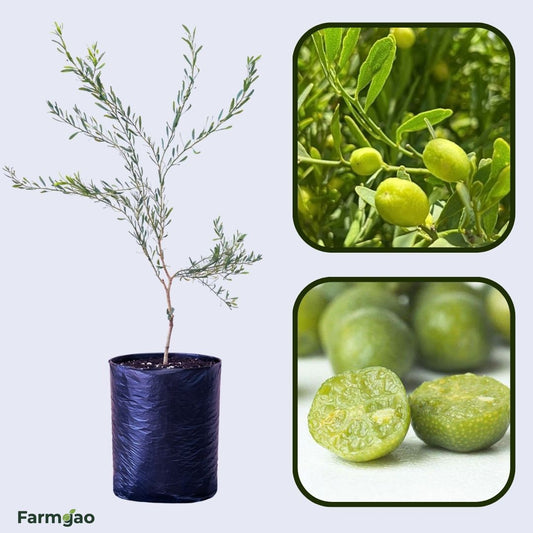 Desert Lime Plant Live Nimbu Tree Kagzi Lemon Citrus Limon Fruit Plant
