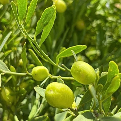 Desert Lime Plant Live Nimbu Tree Kagzi Lemon Citrus Limon Fruit Plant