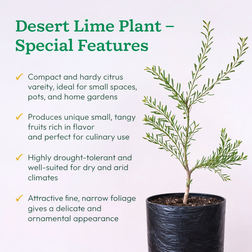 Desert Lime Plant Live Nimbu Tree Kagzi Lemon Citrus Limon Fruit Plant