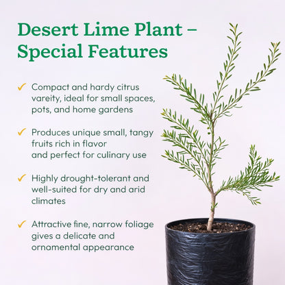 Desert Lime Plant Live Nimbu Tree Kagzi Lemon Citrus Limon Fruit Plant