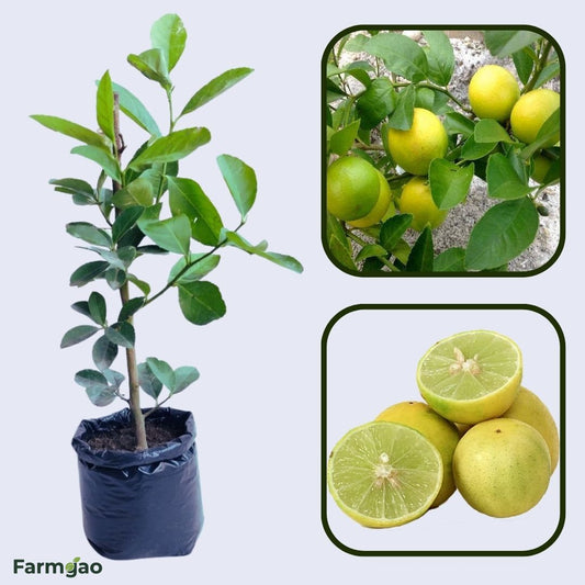 Desi Nimbu (Local Types) Plant Live Nimbu Tree Kagzi Lemon Citrus Limon Fruit Plant
