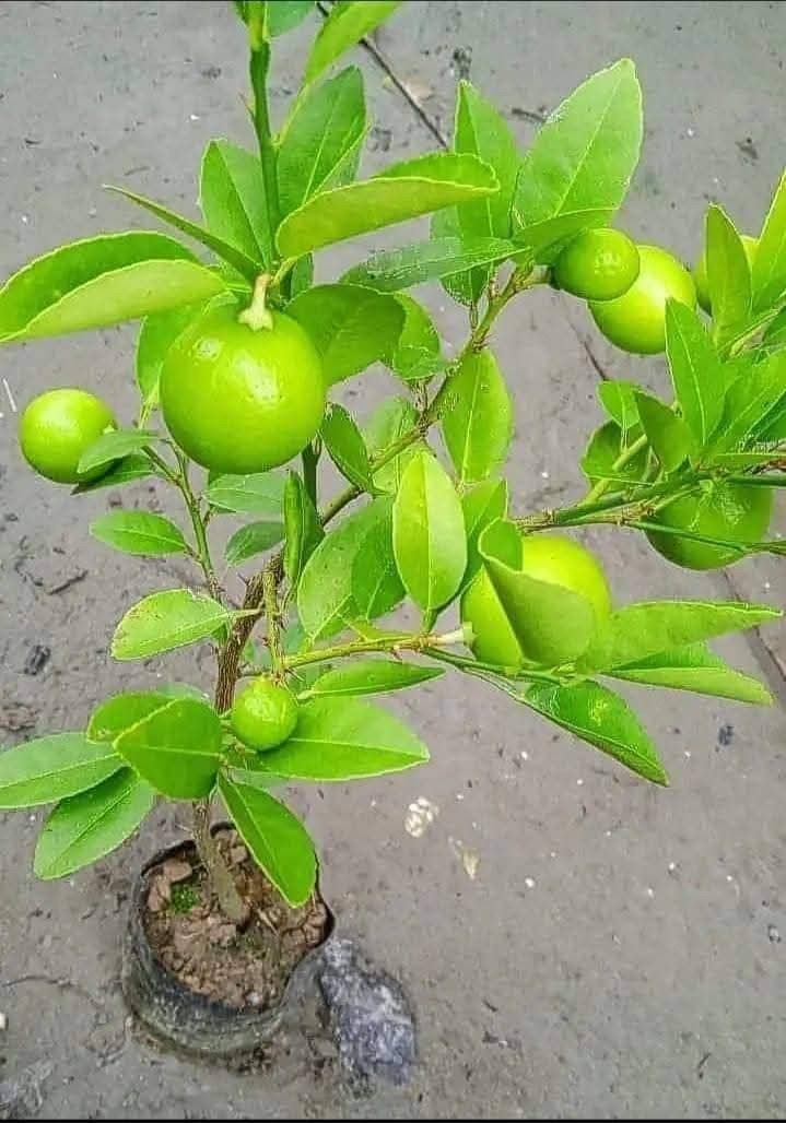 Desi Nimbu (Local Types) Plant Live Nimbu Tree Kagzi Lemon Citrus Limon Fruit Plant