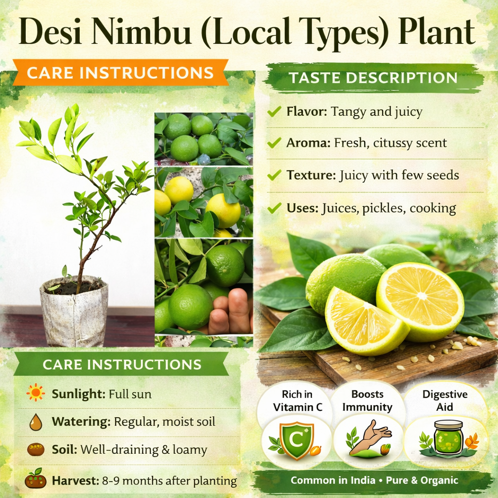Desi Nimbu (Local Types) Plant Live Nimbu Tree Kagzi Lemon Citrus Limon Fruit Plant