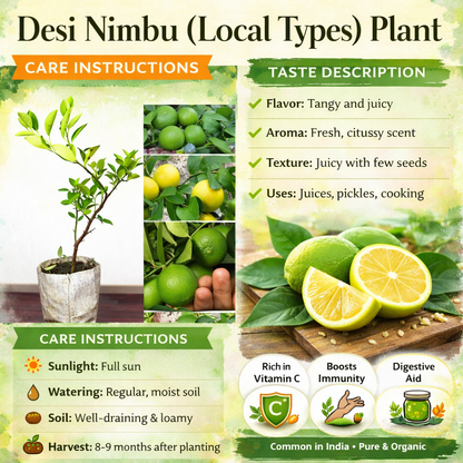 Desi Nimbu (Local Types) Plant Live Nimbu Tree Kagzi Lemon Citrus Limon Fruit Plant