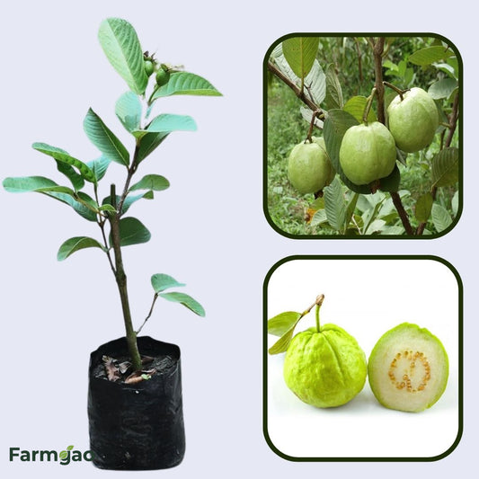 Dharwad Guava Air Layered Healthy Fruit Plant