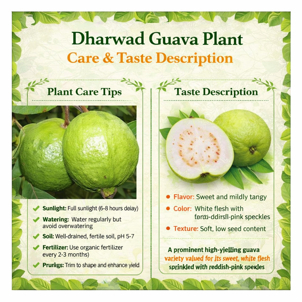Dharwad Guava Air Layered Healthy Fruit Plant