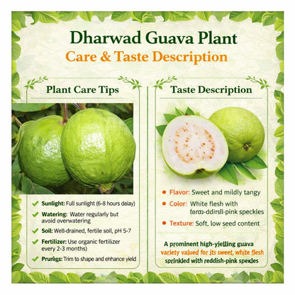Dharwad Guava Air Layered Healthy Fruit Plant