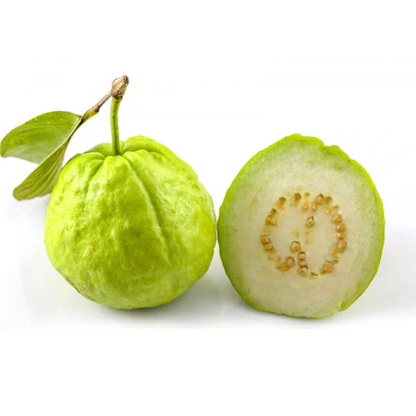 Dharwad Guava Air Layered Healthy Fruit Plant