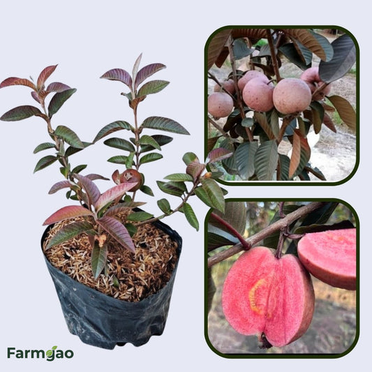 Diamante Guava Air Layered Healthy Fruit Plant