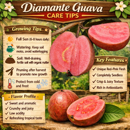 Diamante Guava Air Layered Healthy Fruit Plant