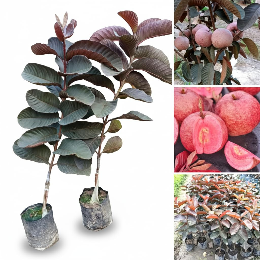 Diamante Guava Air Layered Healthy Fruit Plant