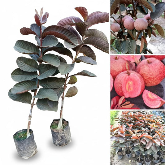 Diamante Guava Air Layered Healthy Fruit Plant