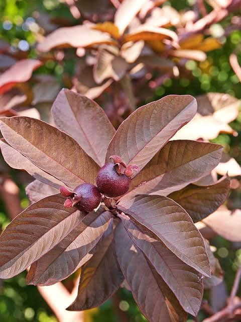 Diamante Guava Air Layered Healthy Fruit Plant