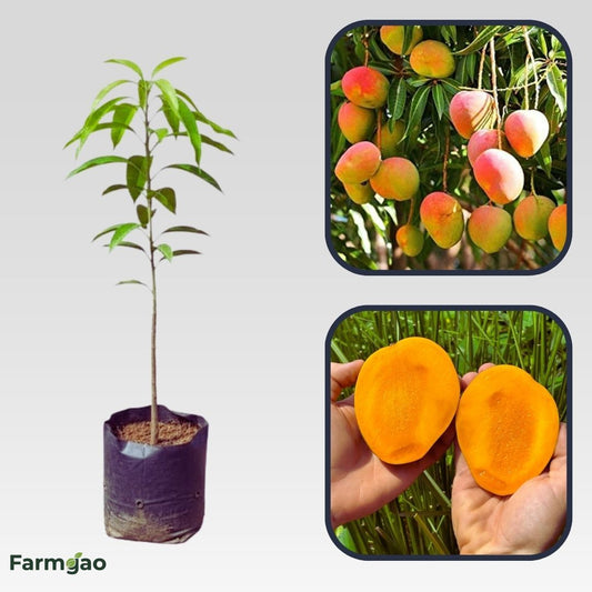 Diamond Mango Aam Grafted Healthy Fruit Plant