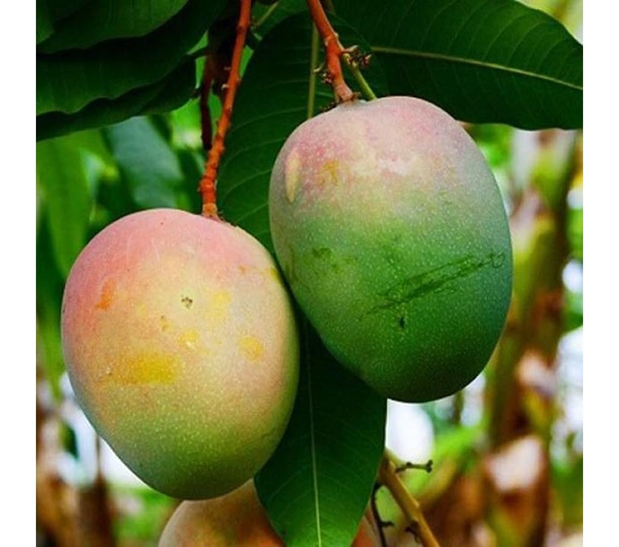 Diamond Mango Aam Grafted Healthy Fruit Plant