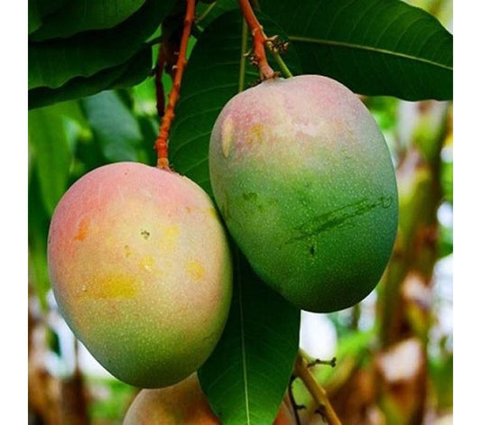 Diamond Mango Aam Grafted Healthy Fruit Plant