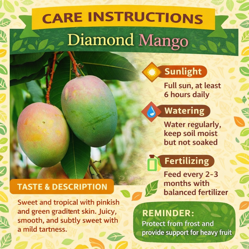 Diamond Mango Aam Grafted Healthy Fruit Plant